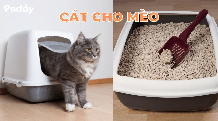 Cách khử mùi hôi cát cho mèo