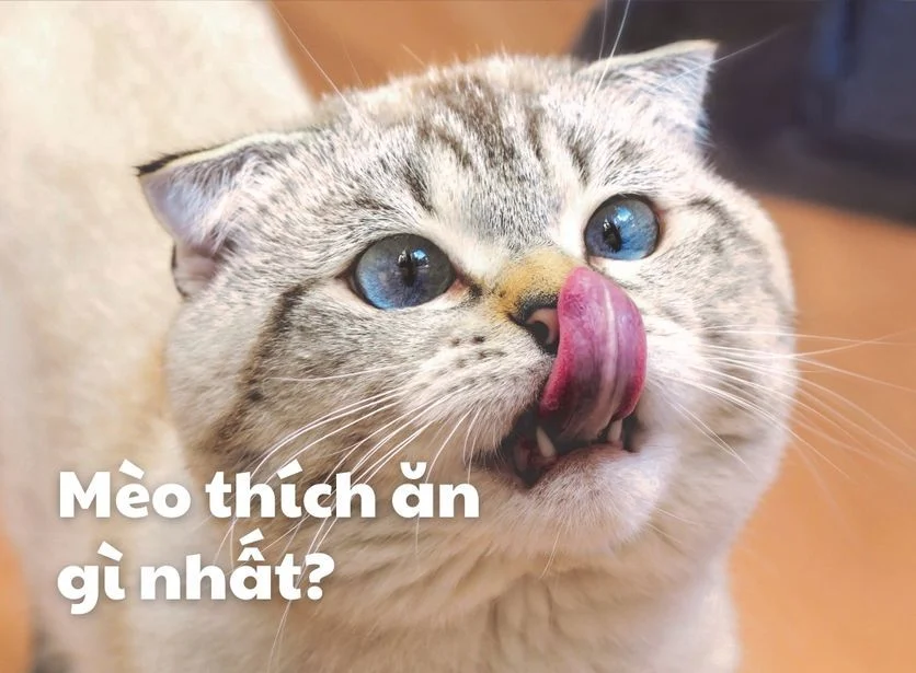 Món ăn yêu thích của mèo